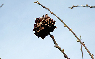 Mucha co wierzbom róże przyprawia Mucha co wierzbom róże przyprawia